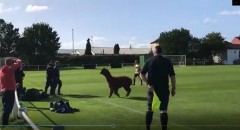 VIDEO: Động vật kỳ lạ lao vào sân khiến cầu thủ 'nín thở' vì sợ
