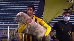VIDEO: Chú chó hồn nhiên lao vào sân gặm giày khiến trận đấu bị gián đoạn