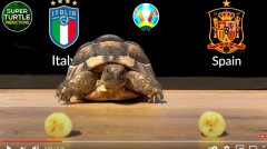 VIDEO: Thần Rùa dự đoán chính xác trận Bán kết EURO giữa Ý và Tây Ban Nha