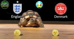 VIDEO: Siêu rùa tiên tri nổi tiếng trổ tài dự đoán trận bán kết EURO giữa Anh vs Đan Mạch