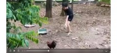 VIDEO: Màn 'so găng' hài hước của cô gái Việt Nam và ... con gà