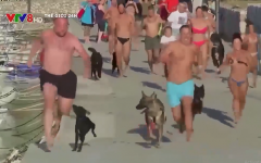 VIDEO: Cuộc thi 'kỳ lạ' giữa ... chủ và chó cưng