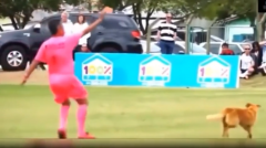 VIDEO: Hài hước trọng tài 2 lần rút thẻ đỏ trực tiếp cho cầu thủ '4 chân' vì gây náo loạn